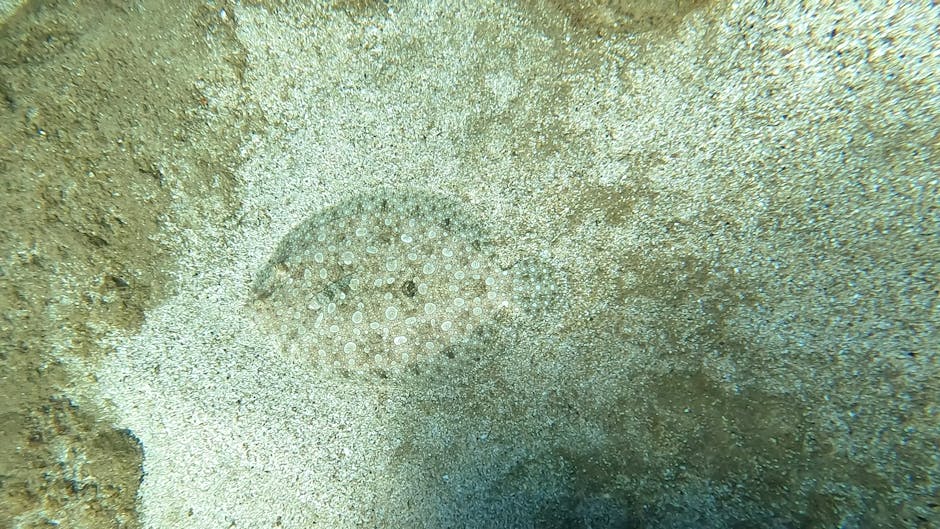A close-up underwater photograph capturing a sea urchin nestled among sandy ocean floor sediments. The sea urchin has a rounded, spiny shell with small, evenly spaced white tubercles and fine, radiati