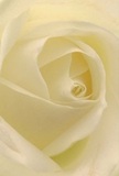 This evocative image draws the viewer deep into the heart of a cream-white rose, as if inviting you to nestle within its velvety spirals-a perspective only a Brompton florist could offer. Every petal unfurls with featherlight precision, their matte surfaces catching the early-morning glow that gently washes through the side streets near Bina Gardens. Seen close up, the petals shimmer with hints of dew, casting subtle shadows that give the flower a serene yet dramatic depth. A peaceful luminosity pervades the entire bloom, reminiscent of the gentle ambiance inside a cherished Brompton café. The mood is one of calm reflection, perfect for a moment of sympathy, a gentle tribute, or the celebration of a fresh start. In the intimacy of this rose's centre, one can almost sense the understated scent-soft, clean, and comforting. The view captures not just the flower's form but also the thoughtfulness and passion that Brompton florists instil into every special bouquet. Delivered with care, these roses are a testament to the artistry of Brompton's floral tradition and the enduring power of meaningful gestures.